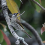 Silver-eared Honeyeater (image by Dáni Balla)