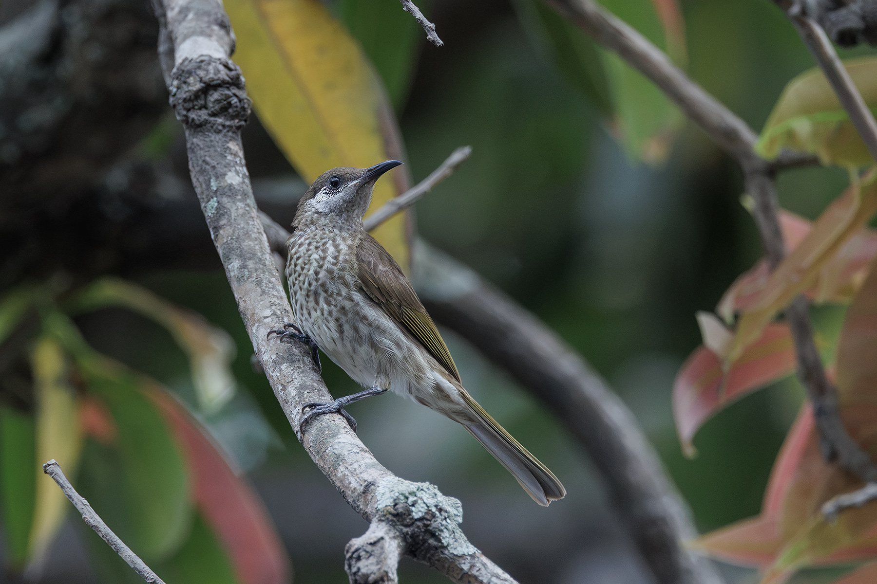 Silver-eared Honeyeater (image by Dáni Balla)