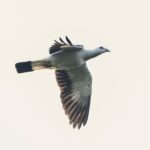 Silvery Pigeon (image by Paul Ellis)