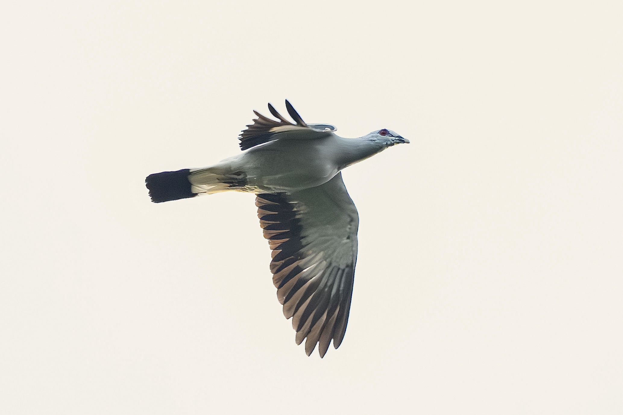 Silvery Pigeon (image by Paul Ellis)