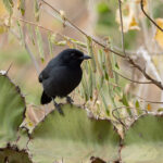 Slate-coloured Boubou (image by Mark Van Beirs)