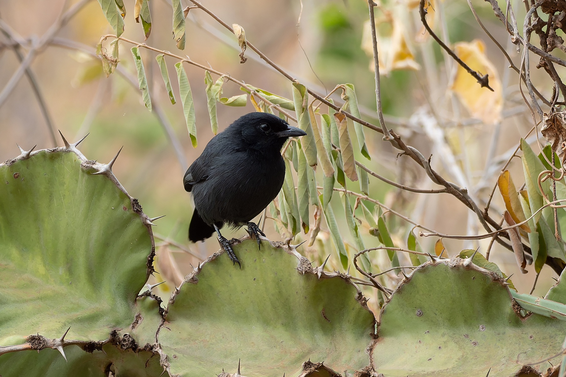 Slate-coloured Boubou (image by Mark Van Beirs)