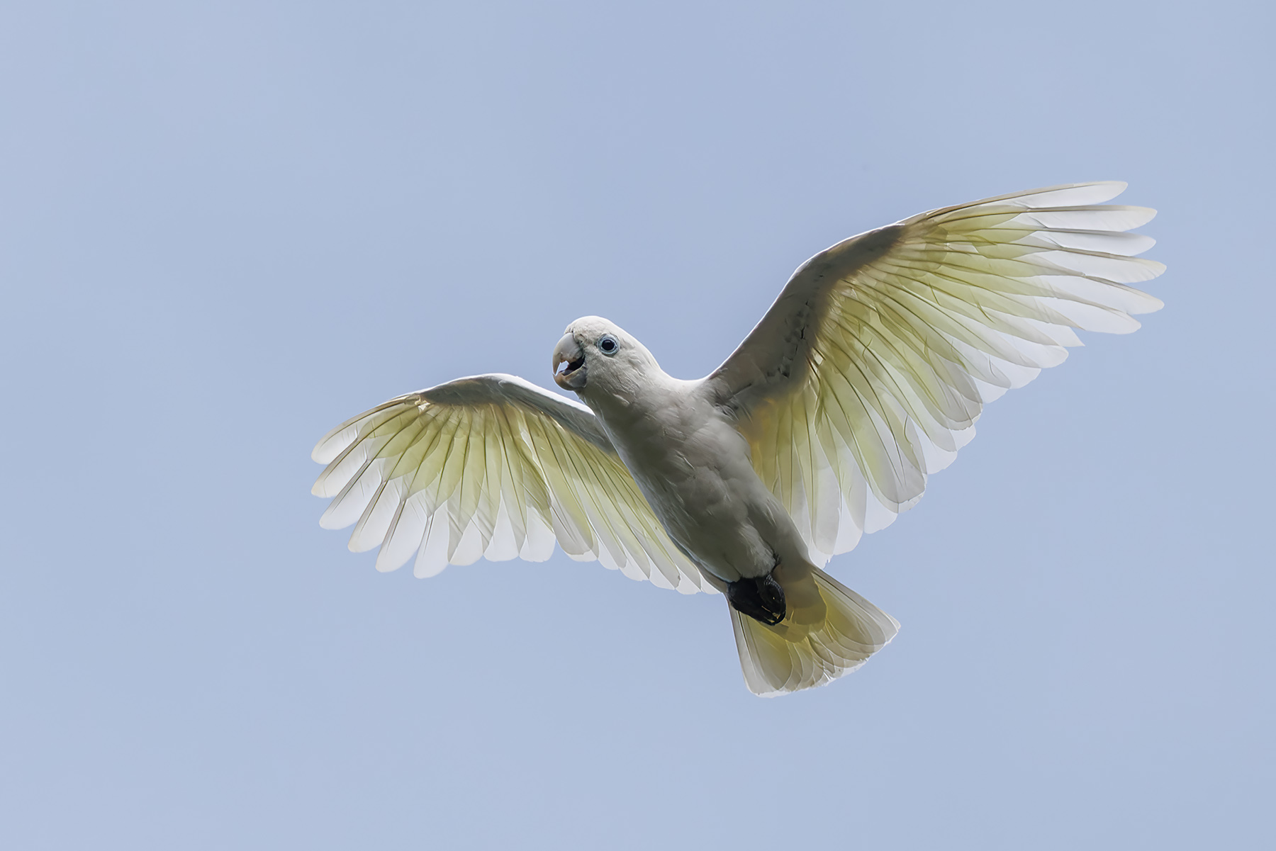 Solomons Corella (image by Dáni Balla)