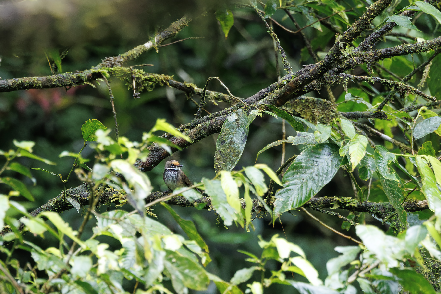 commoda Solomons Rufous Fantail (image by Dáni Balla)