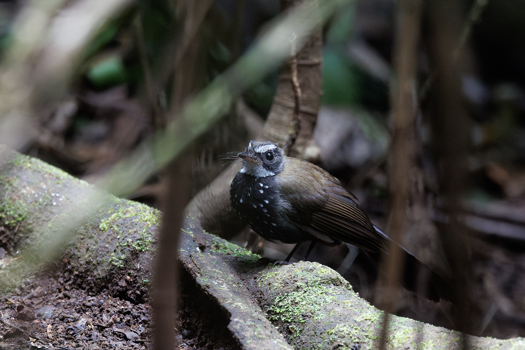 Sooty Thicket Fantail (image by Dáni Balla)