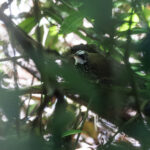 Sooty Thicket Fantail (image by Dáni Balla)