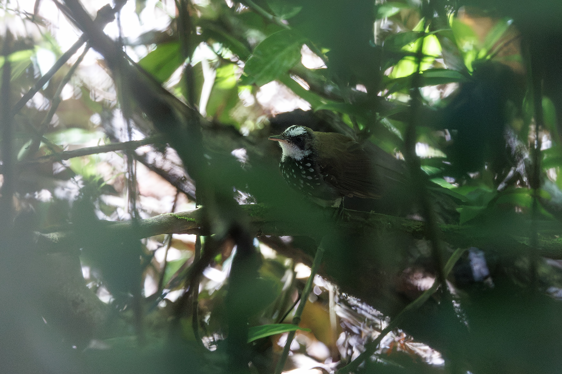 Sooty Thicket Fantail (image by Dáni Balla)