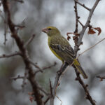 Southern Grosbeak (image by Mark Van Beirs)