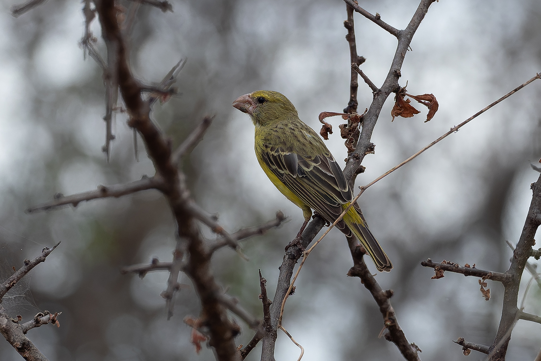 Southern Grosbeak (image by Mark Van Beirs)