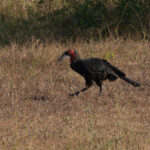 Southern Ground Hornbill (image by Mark Van Beirs)