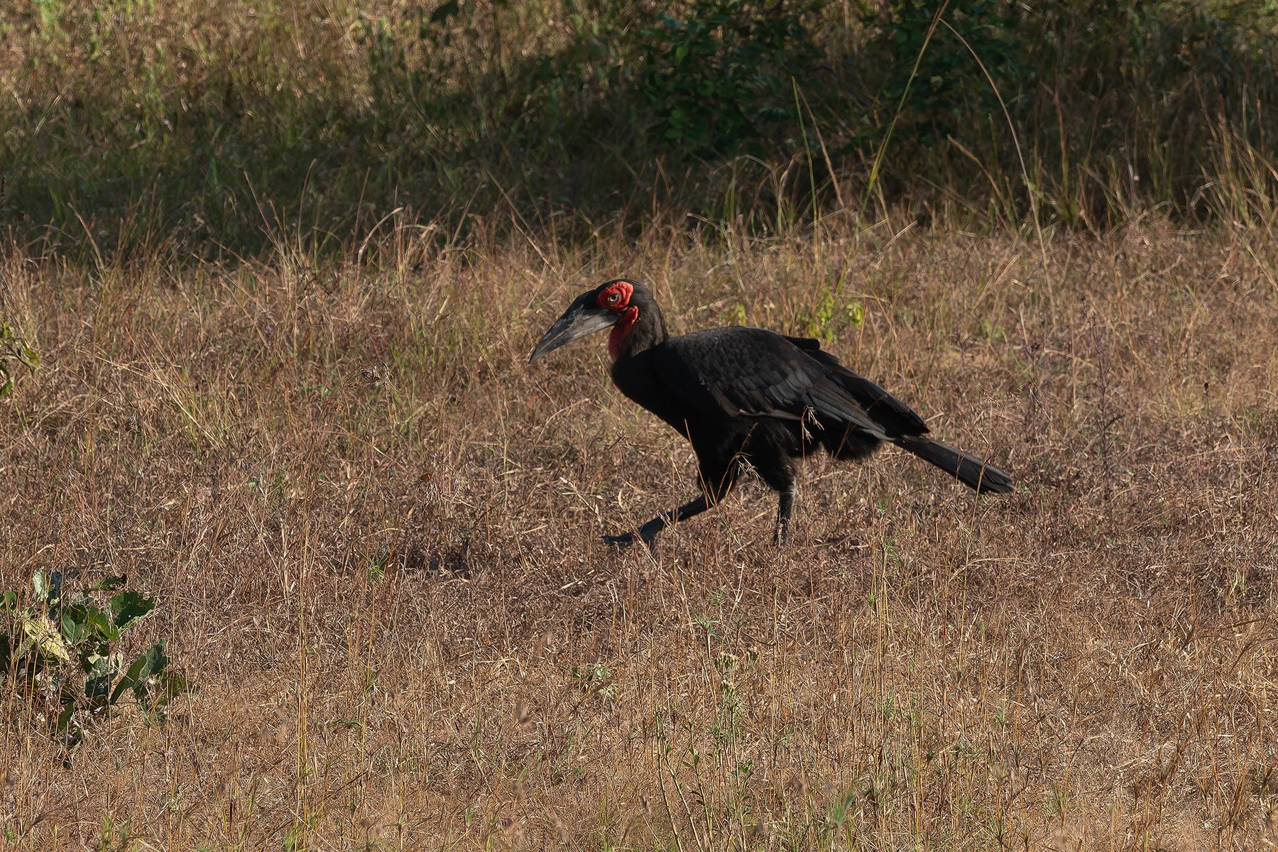 Southern Ground Hornbill (image by Mark Van Beirs)