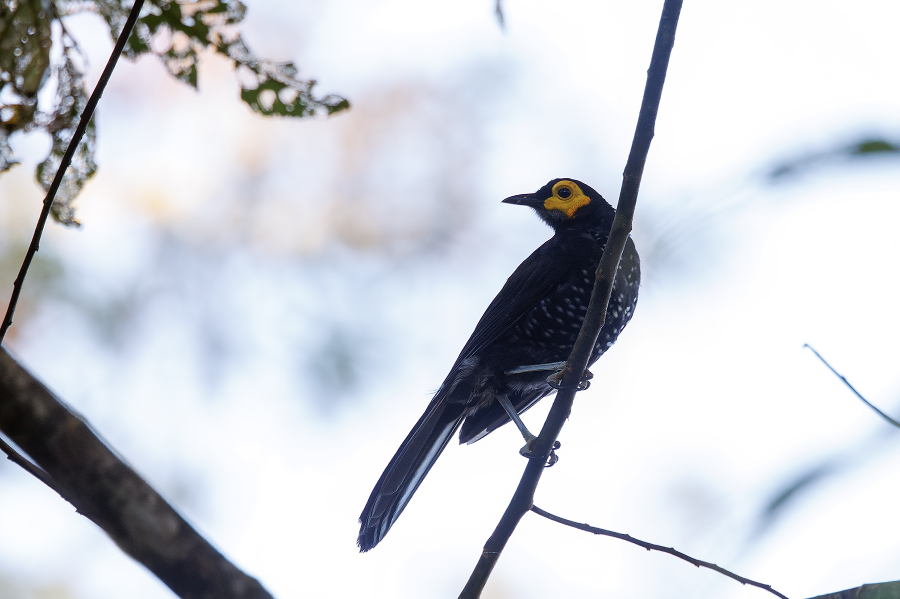Spangled Honeyeater (image by Dáni Balla)