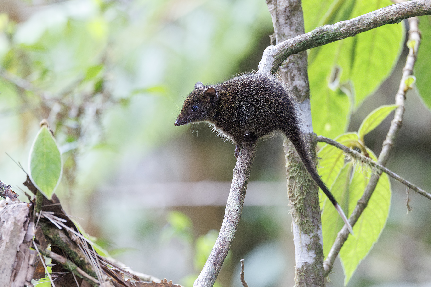 Speckled Dasyure (image by Dáni Balla)