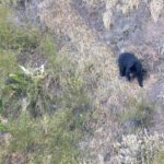 Spectacled Bear (image by Daniel Branch)