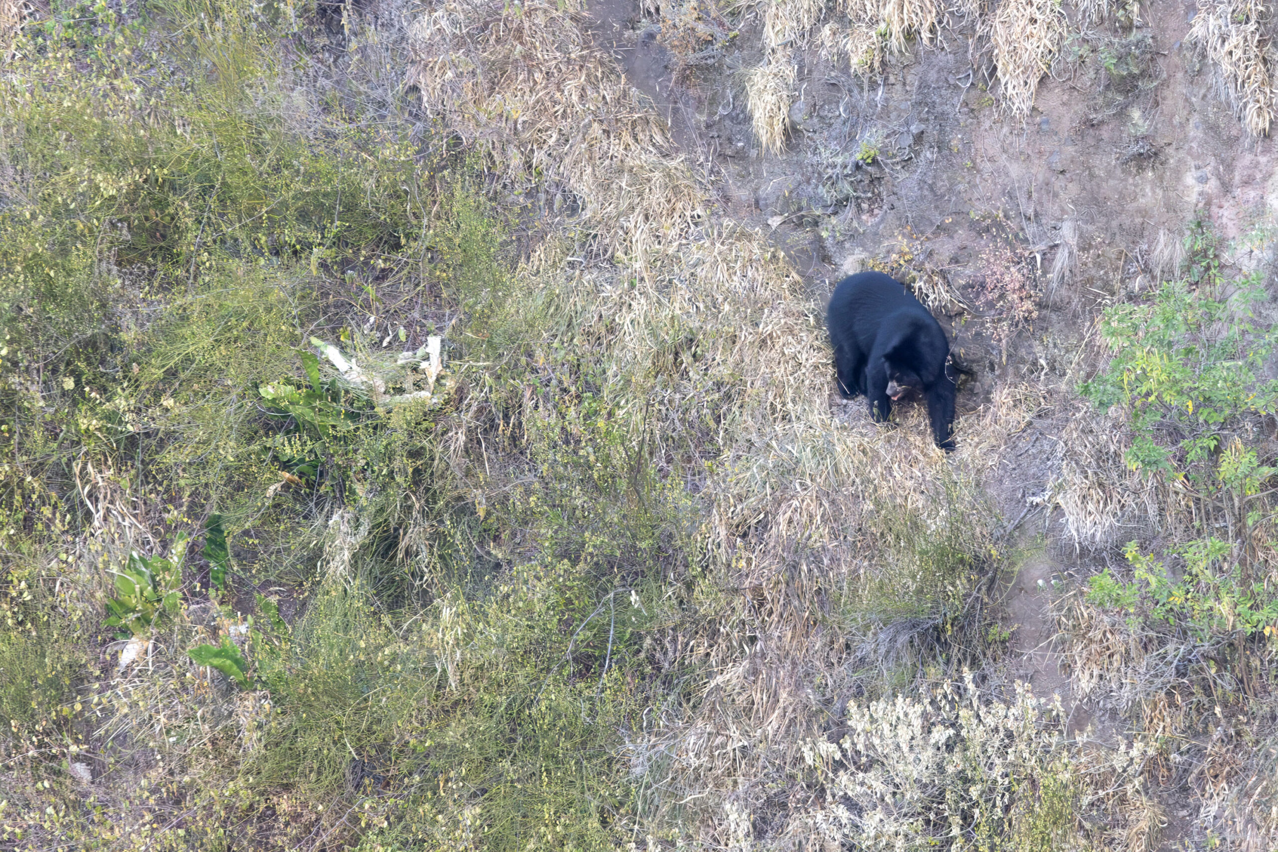 Spectacled Bear (image by Daniel Branch)