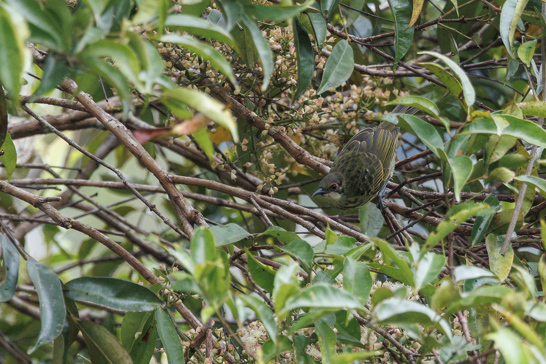 lophotis Spotted Honeyeater (image by Dáni Balla)