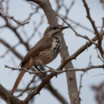 Spotted Palm Thrush (image by Mark Van Beirs)