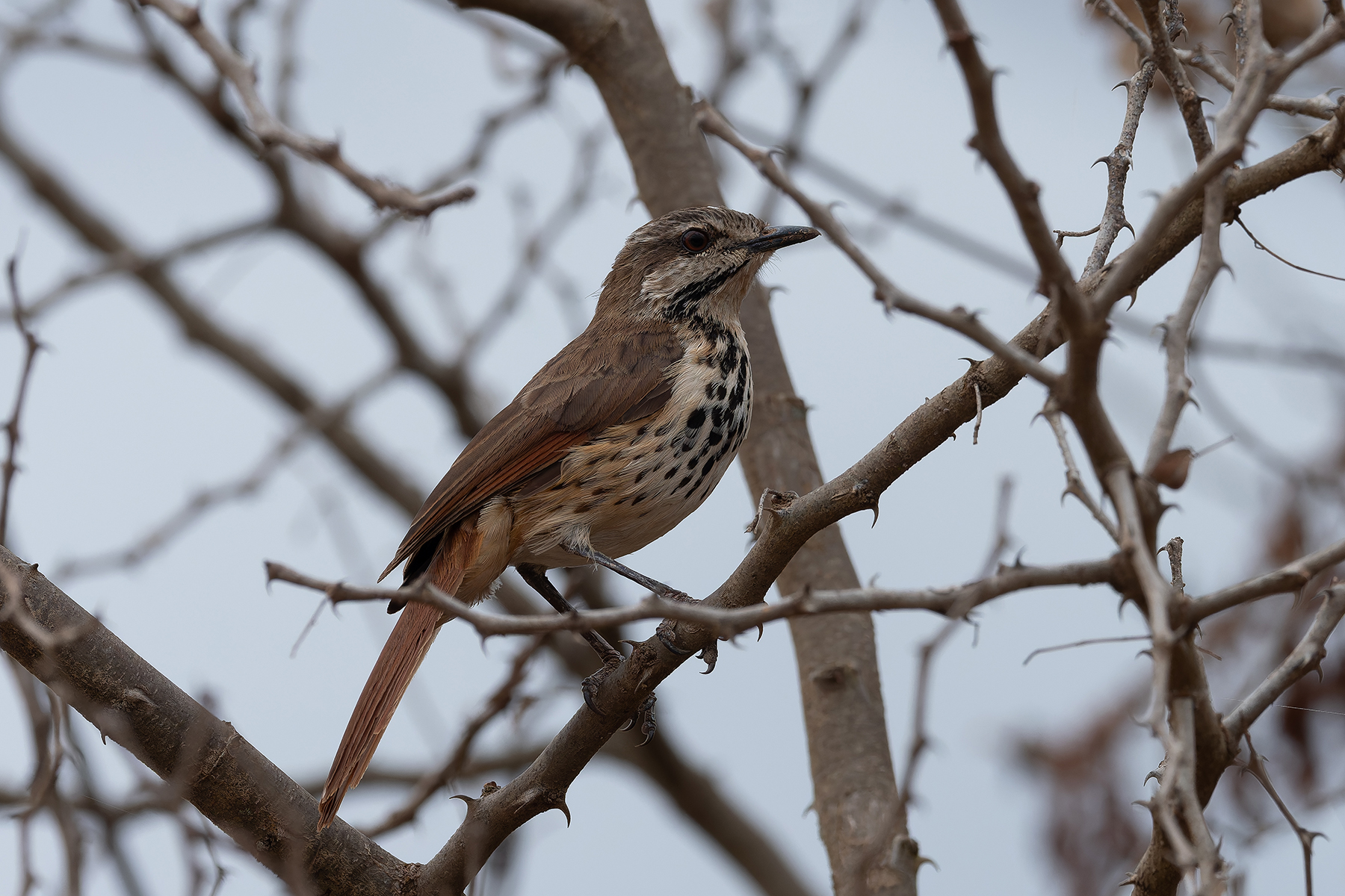 Spotted Palm Thrush (image by Mark Van Beirs)