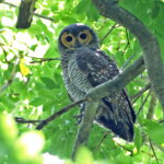 Spotted Wood Owl (image by János Oláh)