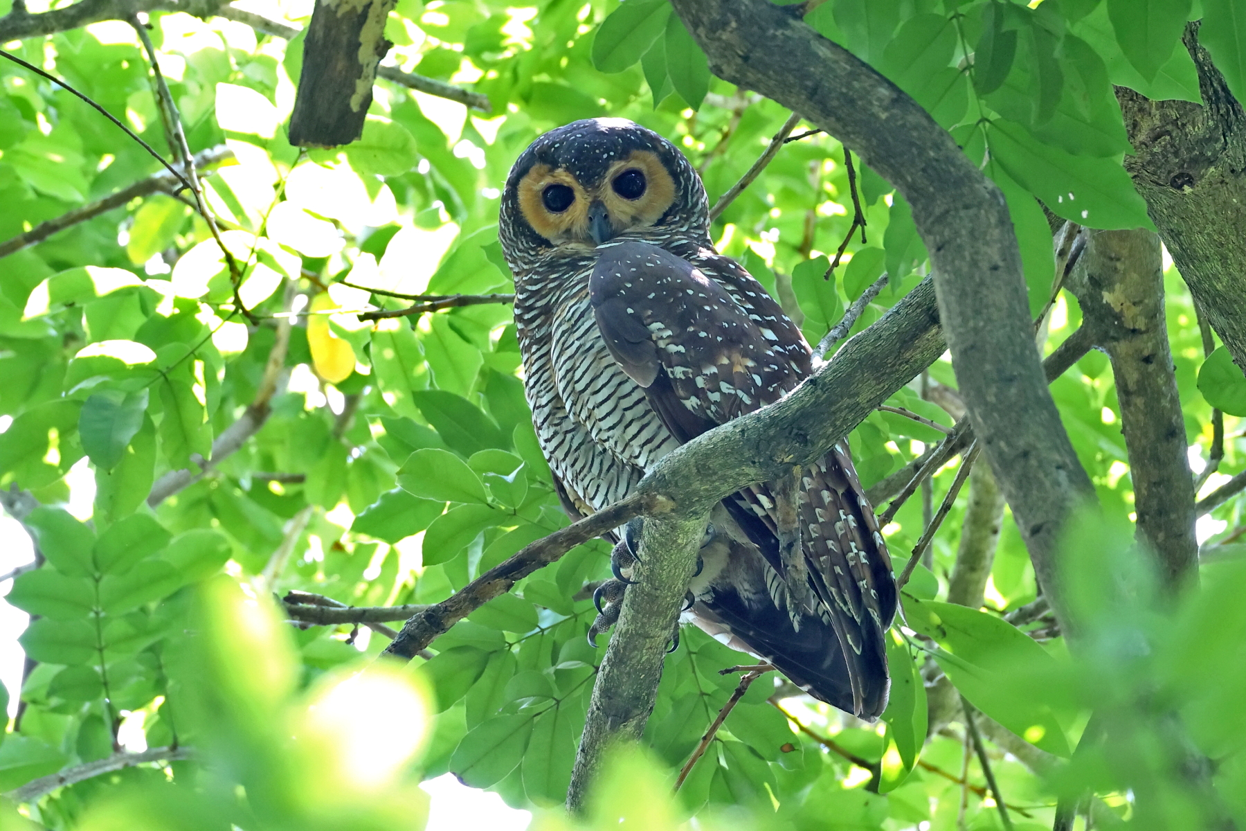 Spotted Wood Owl (image by János Oláh)
