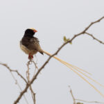 Straw-tailed Whydah (image by Edward Paxton)