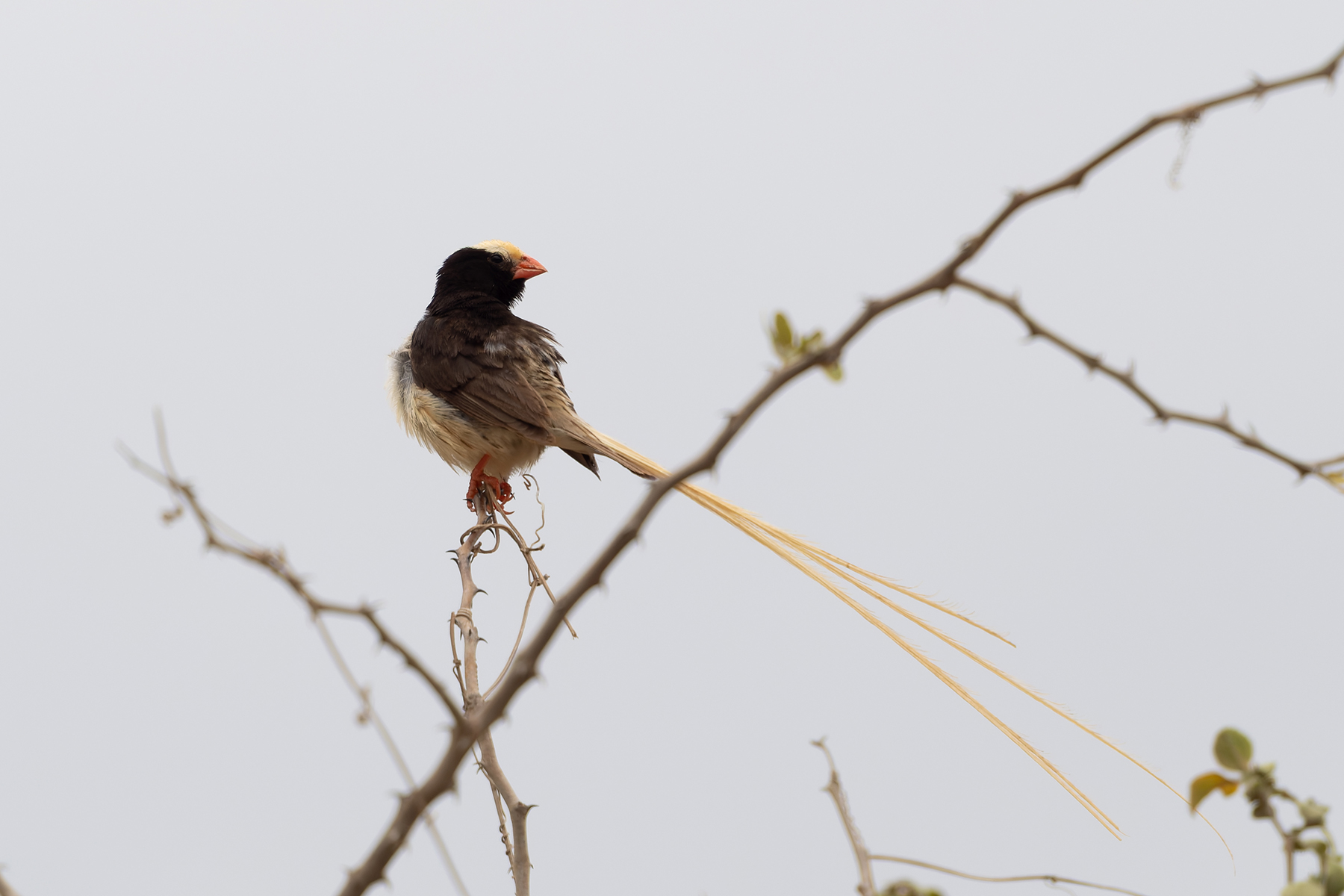 Straw-tailed Whydah (image by Edward Paxton)