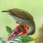 Streaked Spiderhunter (image by János Oláh)