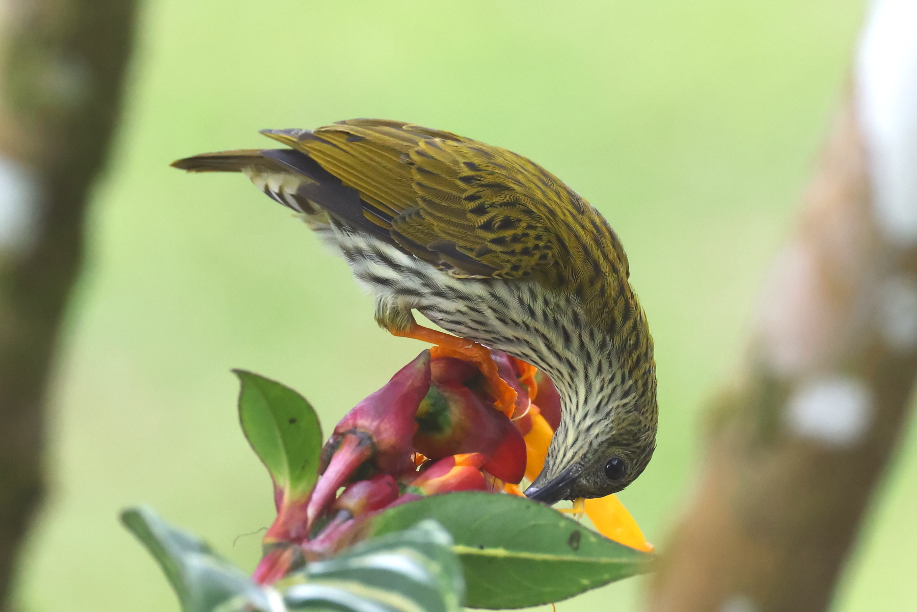 Streaked Spiderhunter (image by János Oláh)