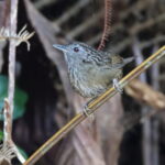 Streaked Wren-Babbler (image by János Oláh)