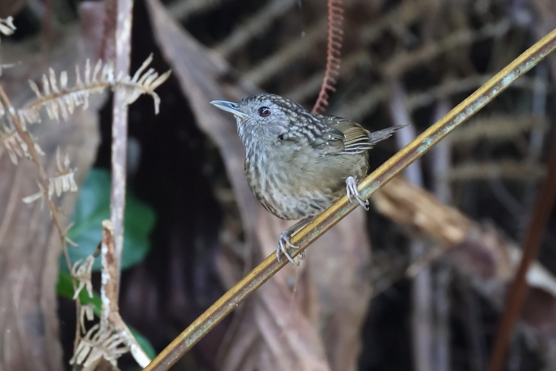 Streaked Wren-Babbler (image by János Oláh)