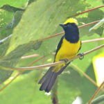 Sultan Tit (image by János Oláh)