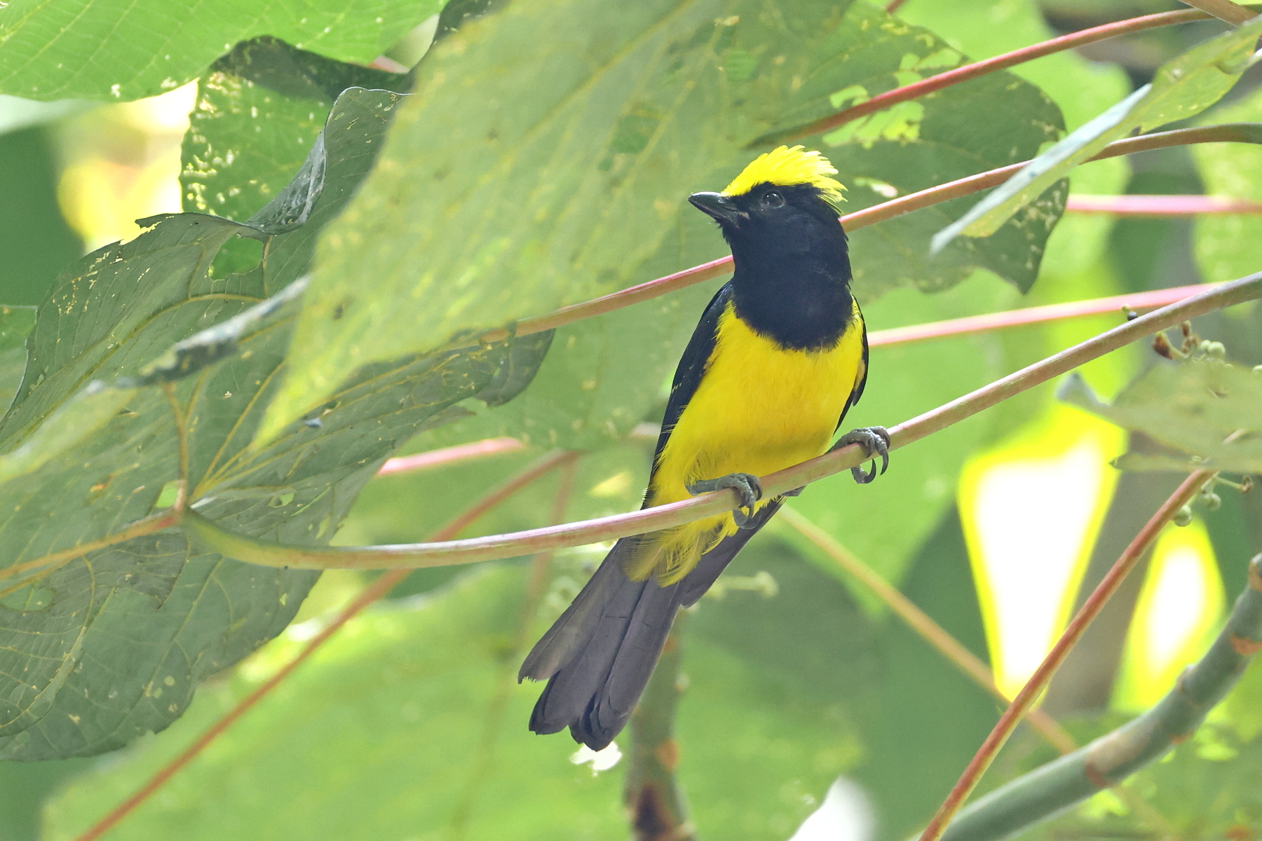 Sultan Tit (image by János Oláh)