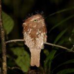 Sumatran Frogmouth (image by Craig Robson)