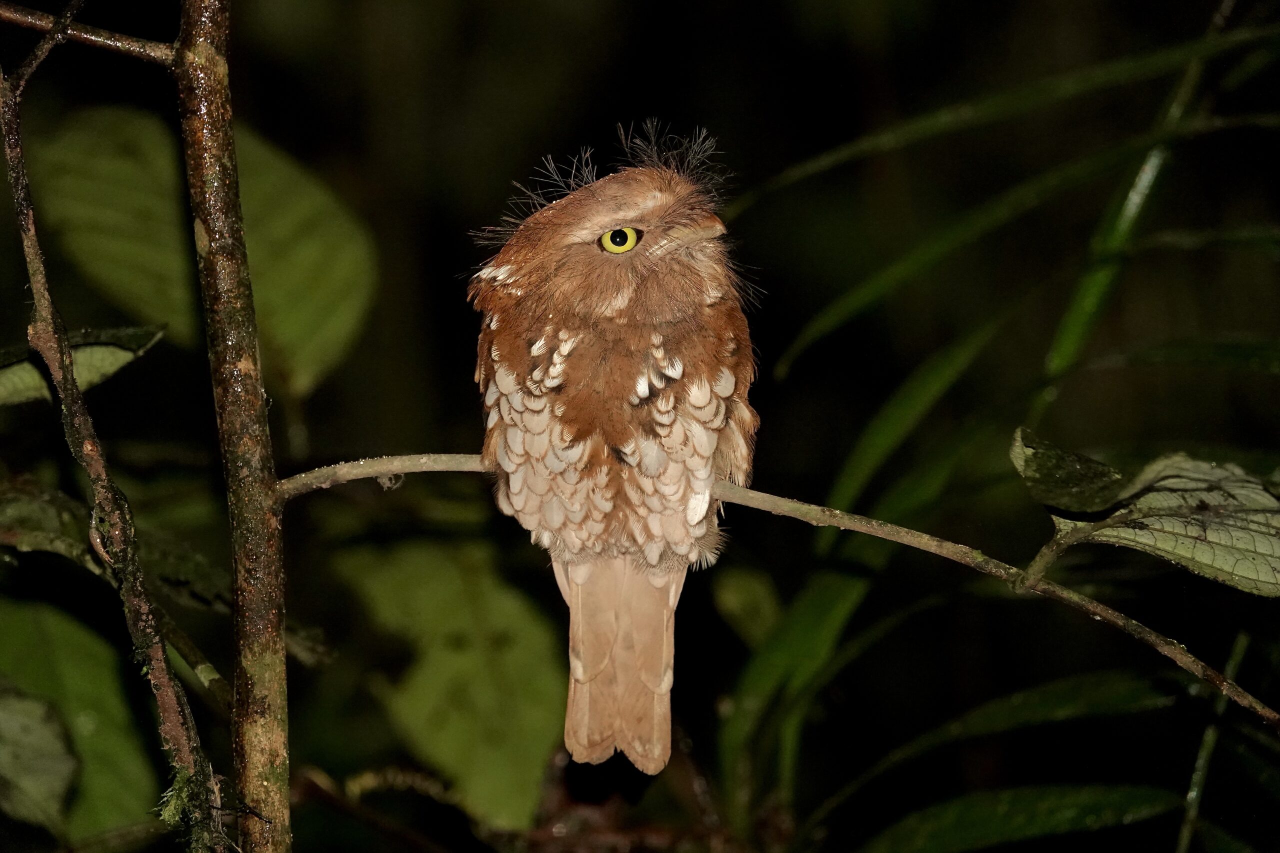 Sumatran Frogmouth (image by Craig Robson)