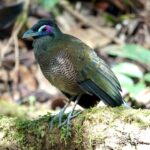 Sumatran Ground Cuckoo (image by Craig Robson)