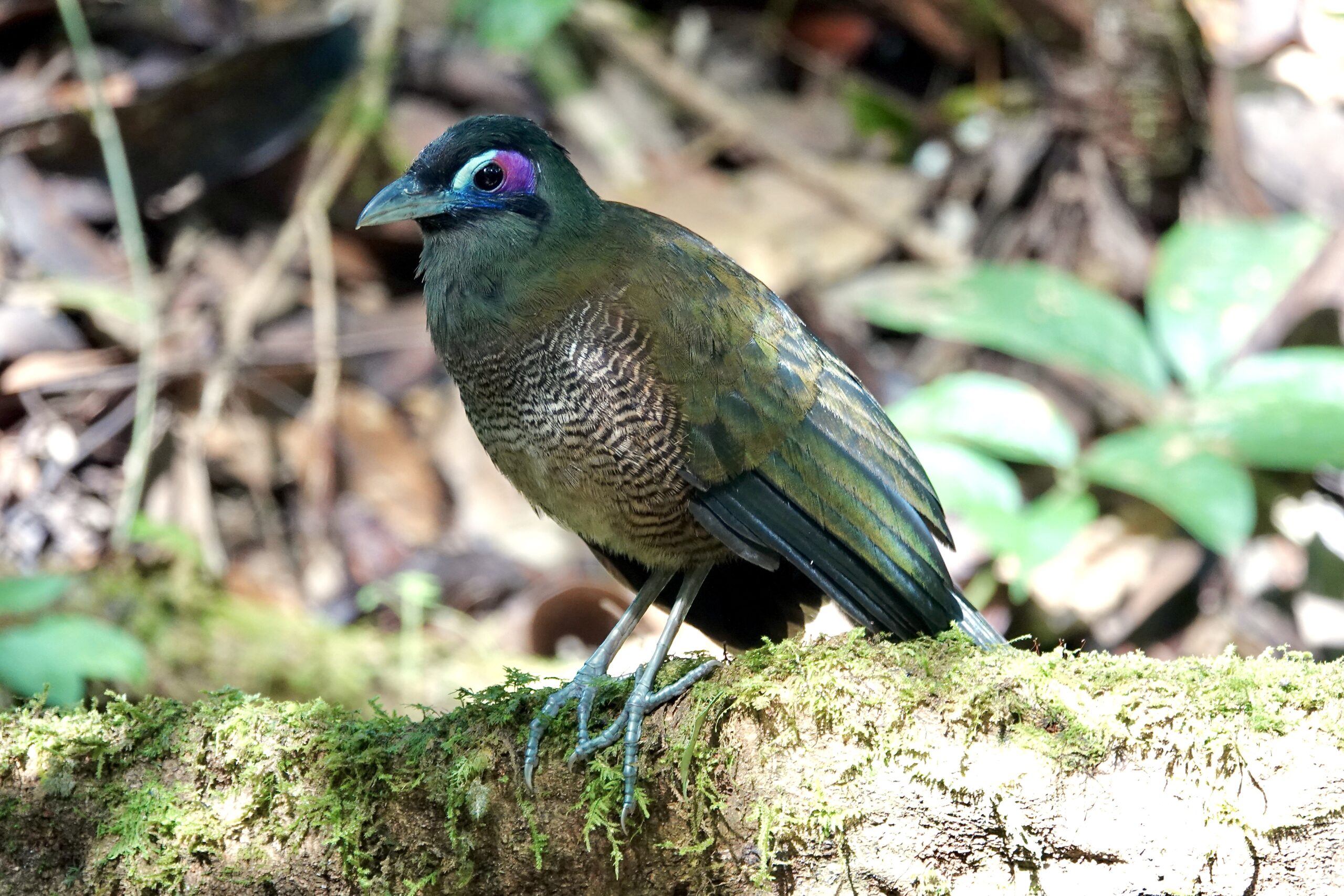 Sumatran Ground Cuckoo (image by Craig Robson)