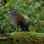 ULTIMATE SUMATRA TOUR REPORT 2026