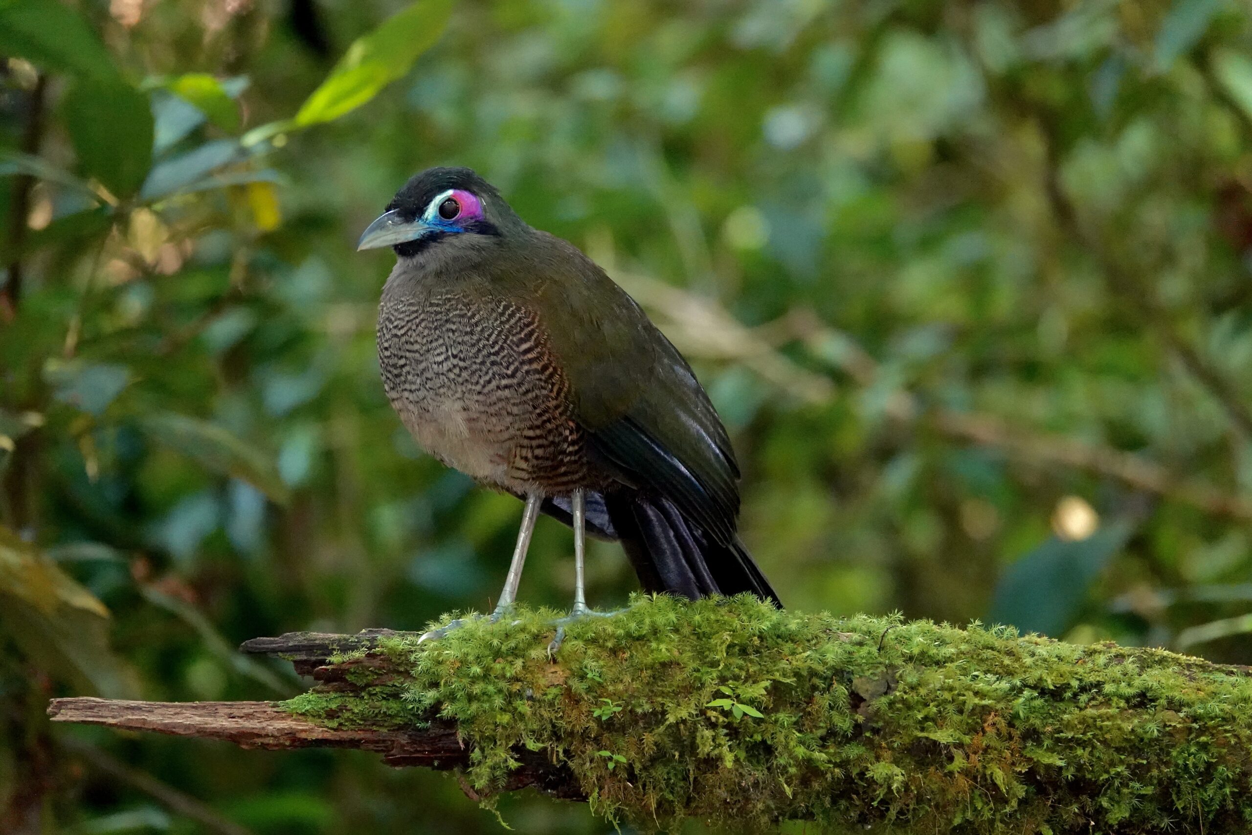 Sumatran Ground Cuckoo (image by Craig Robson)