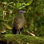 Sumatran Ground Cuckoo (image by Craig Robson)