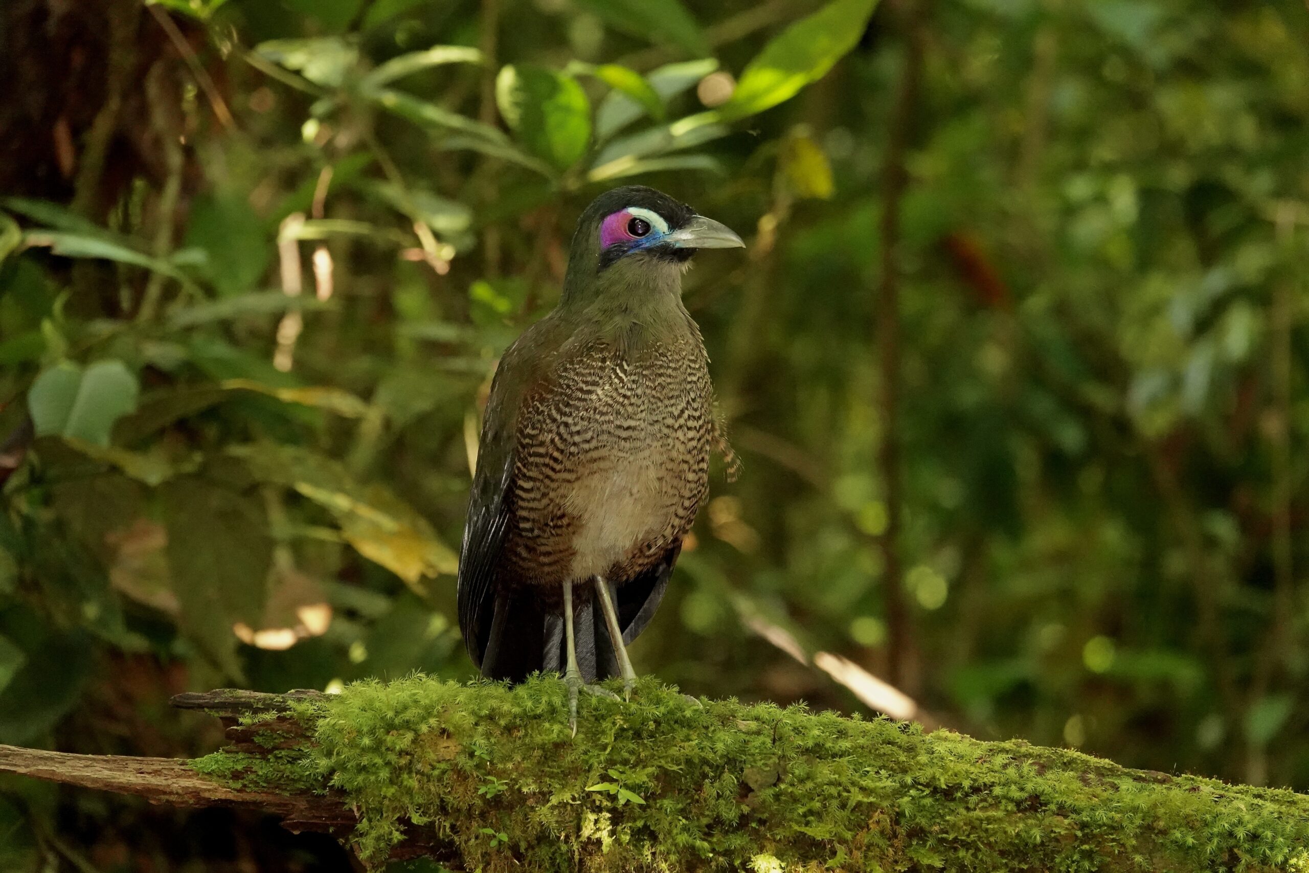 Sumatran Ground Cuckoo (image by Craig Robson)
