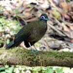 Sumatran Ground Cuckoo (image by Craig Robson)