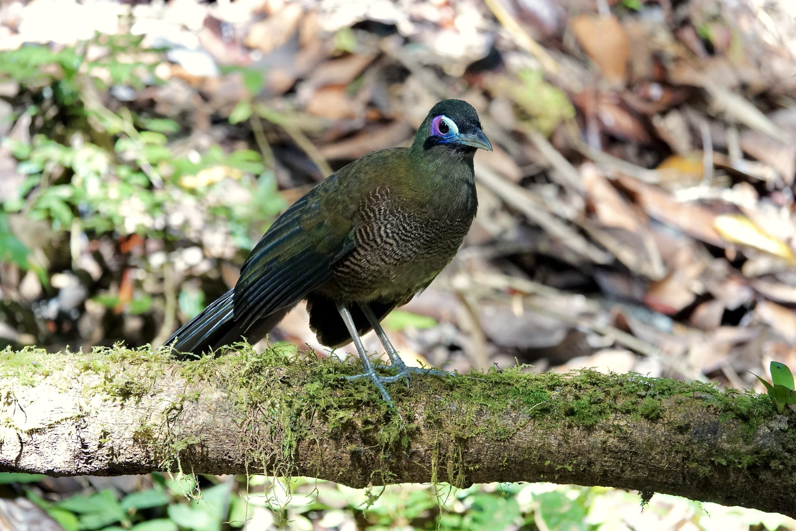 Sumatran Ground Cuckoo (image by Craig Robson)