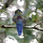 Sumatran Trogon (image by Craig Robson)