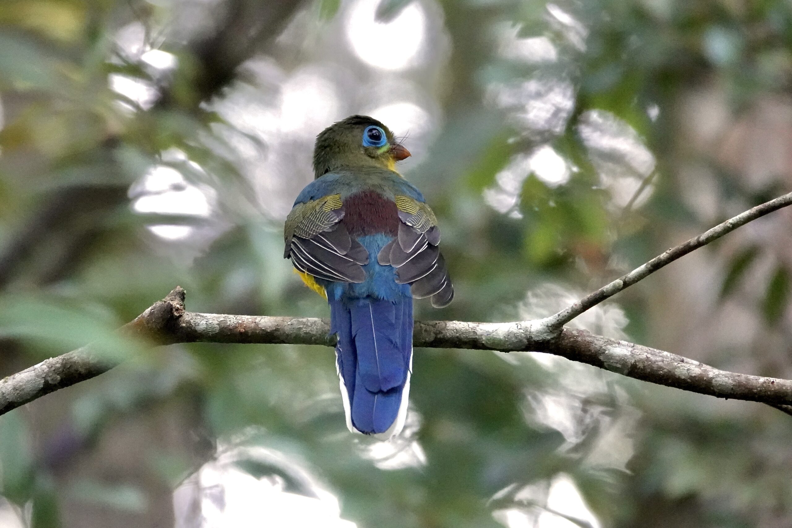 Sumatran Trogon (image by Craig Robson)