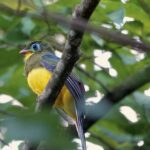 Sumatran Trogon (image by Craig Robson)