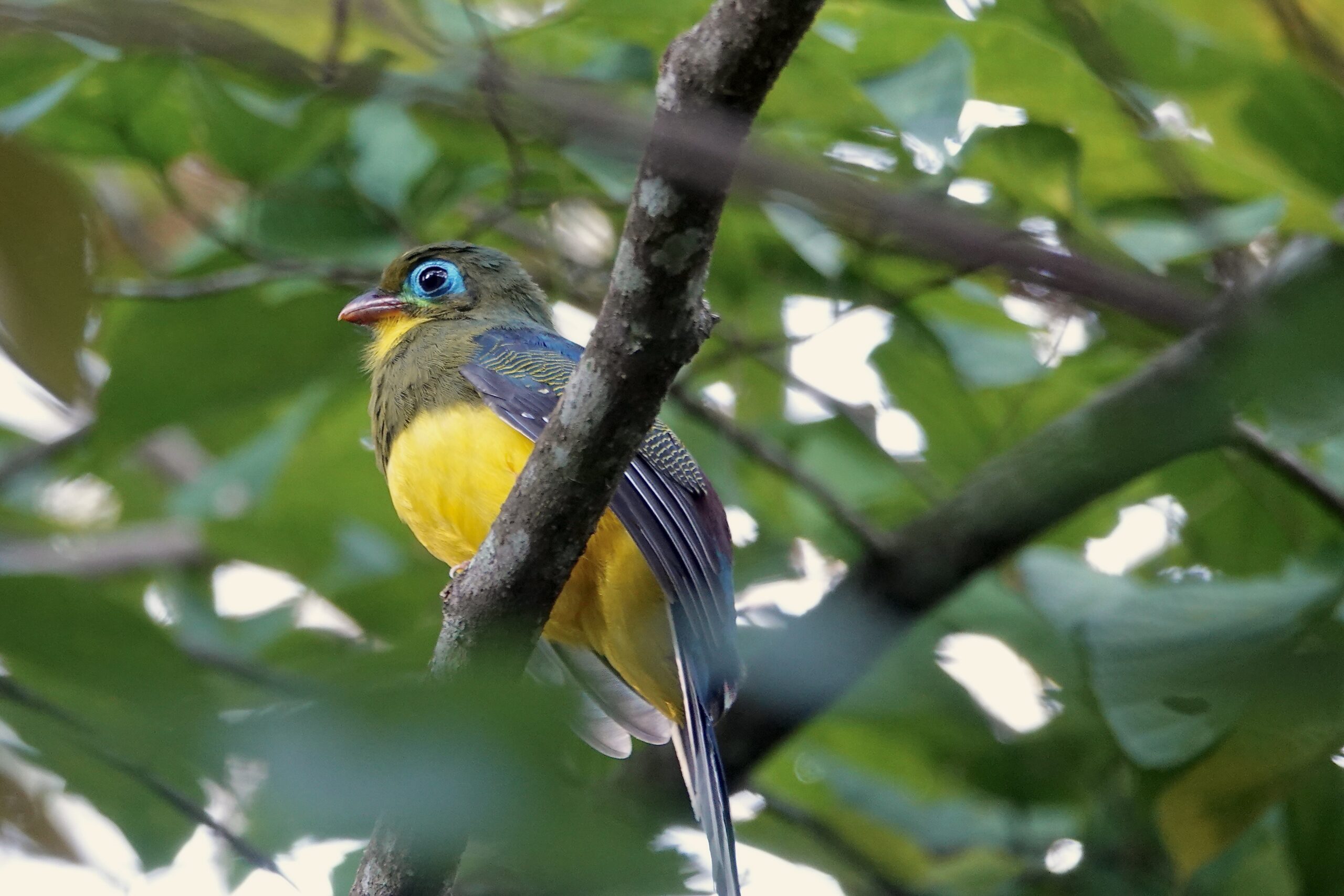 Sumatran Trogon (image by Craig Robson)