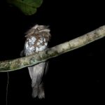 Sunda Frogmouth (image by Craig Robson)