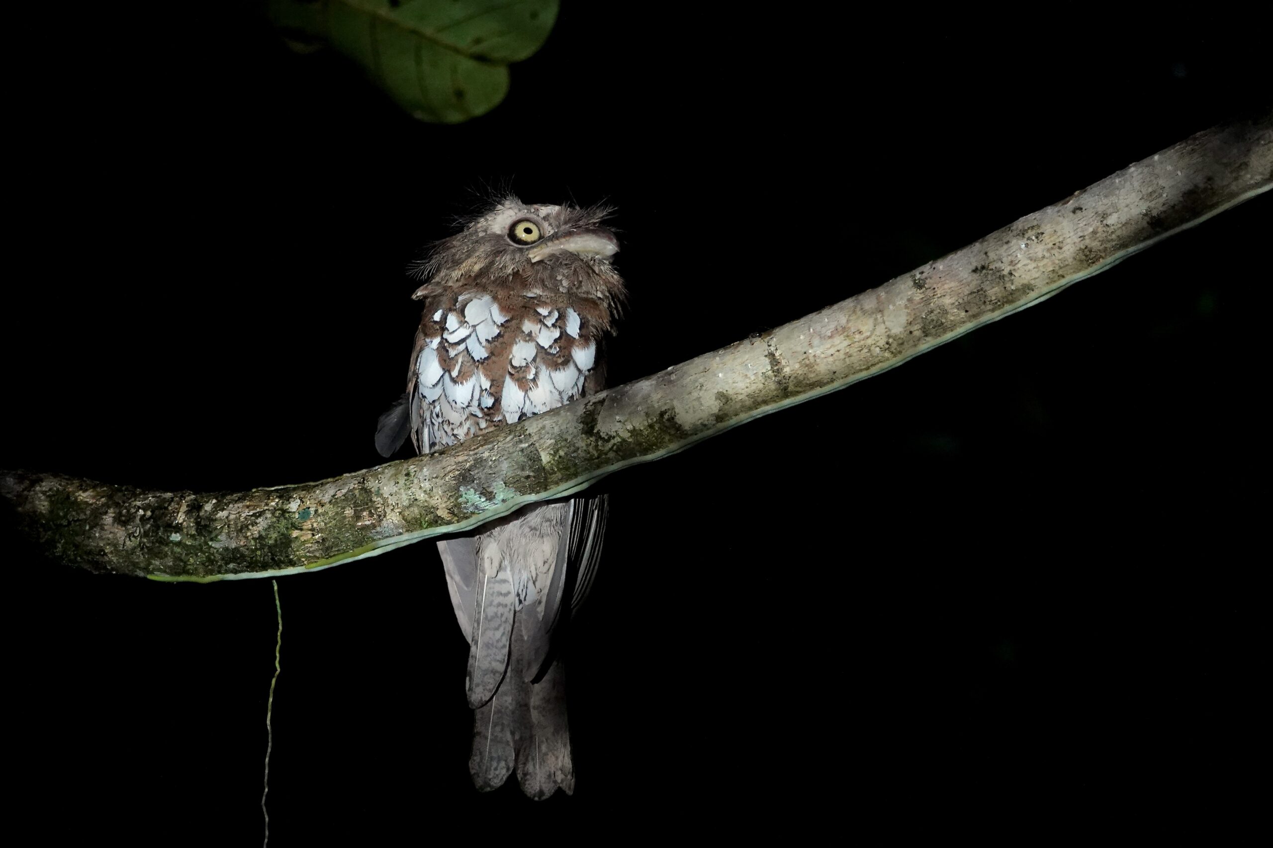 Sunda Frogmouth (image by Craig Robson)