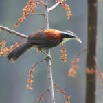 Sunda Scimitar Babbler (image by János Oláh)