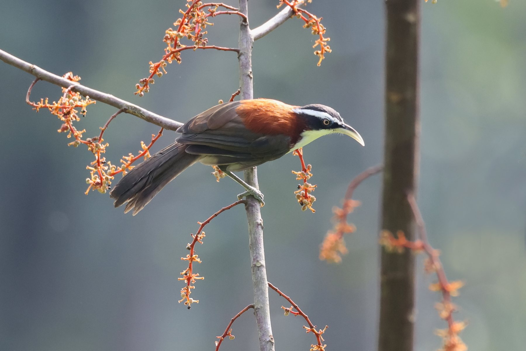 Sunda Scimitar Babbler (image by János Oláh)